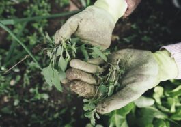 Umweltfreundliche Methoden zur Unkrautbekämpfung im Garten