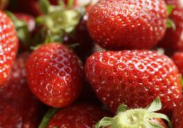 Erdbeeren im Garten oder auf dem Balkon anbauen